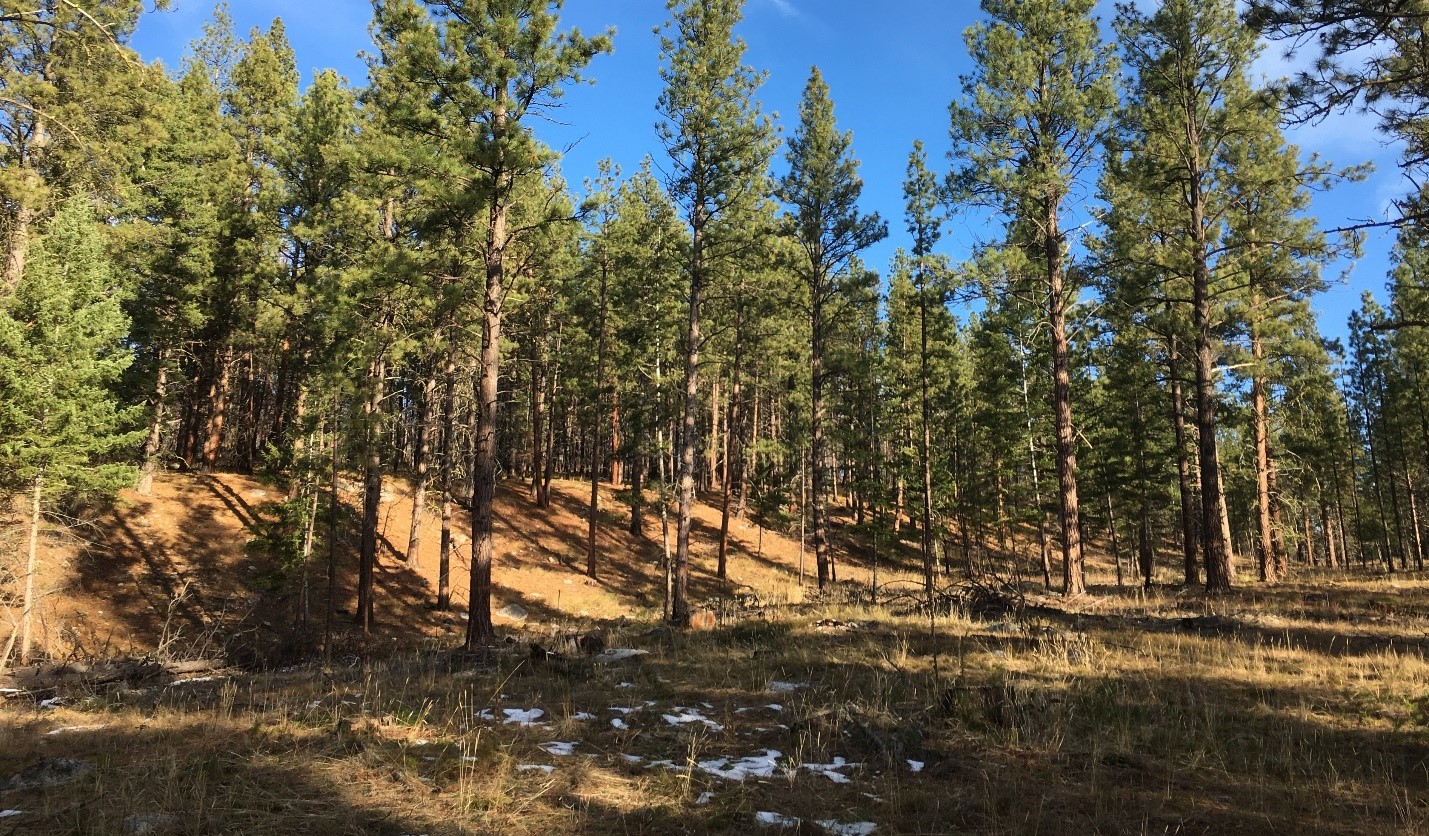 Bitterroot fault scarp near Hamilton-Missoula