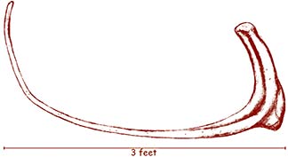 reconstructed drawing